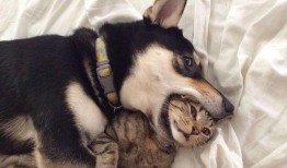 舞帝二哈爆料网站大全最新,揭秘网站大全背后的精彩故事