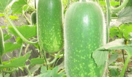 娱乐吃瓜场地图片高清,一场视觉盛宴的幕后揭秘