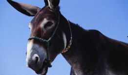 牲口吃面爆料怎么做视频,揭秘视频制作背后的秘密