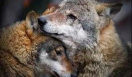 站狼在线观看,揭秘网络直播的狂野世界