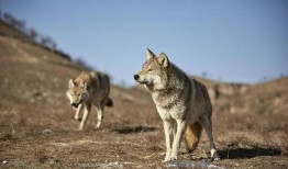 站狼在线观看,揭秘网络直播的狂野世界