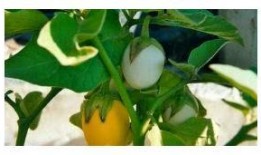 甜瓜最新爆料视频下载,精彩瞬间大盘点