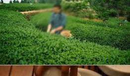 茶叶爆料视频大全集下载