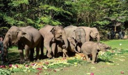 杭州野猪最新爆料一头大象,揭秘与神秘大象的神秘邂逅