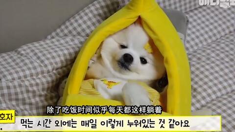 娱乐吃瓜汪,揭秘娱乐圈那些不为人知的幕后故事